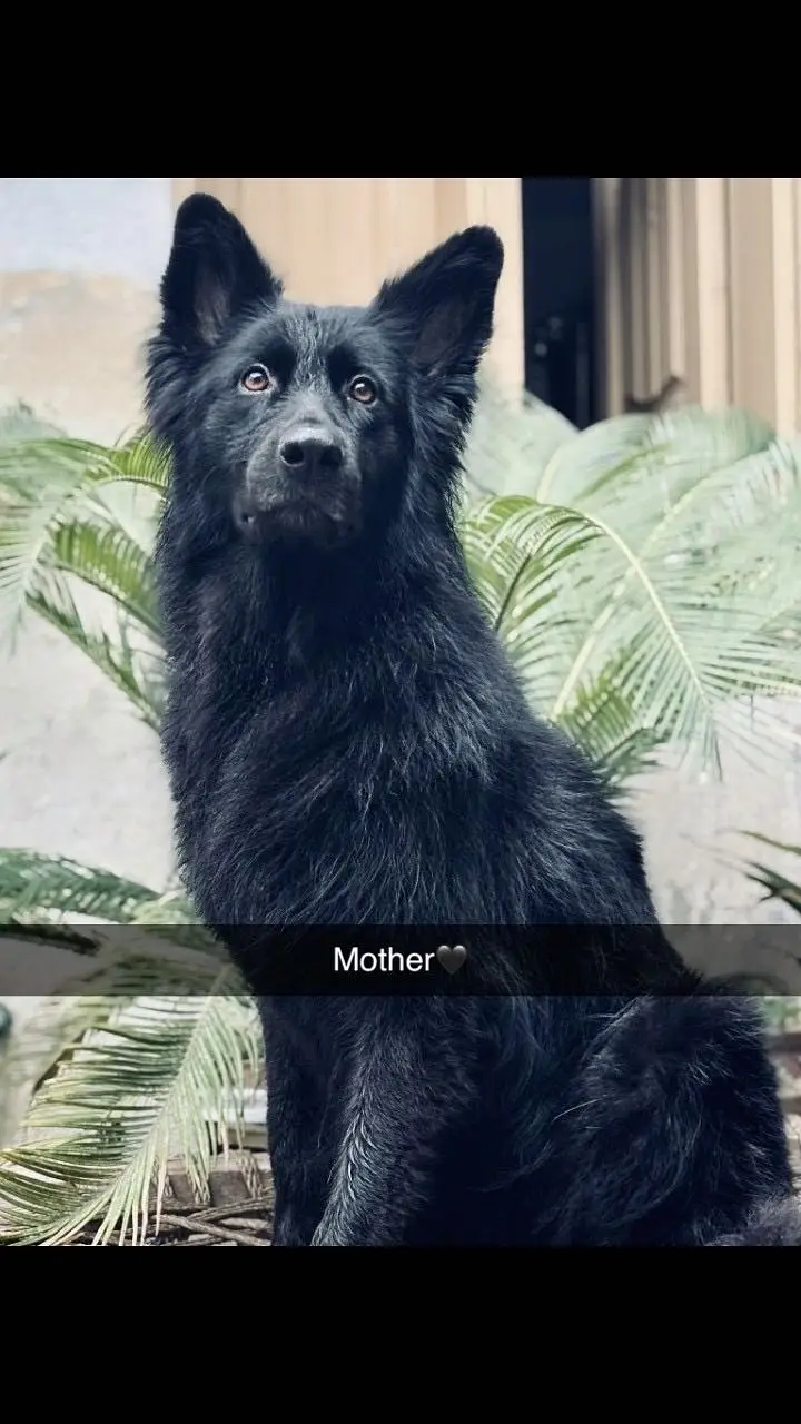 Black German shepherd pups — photo 2