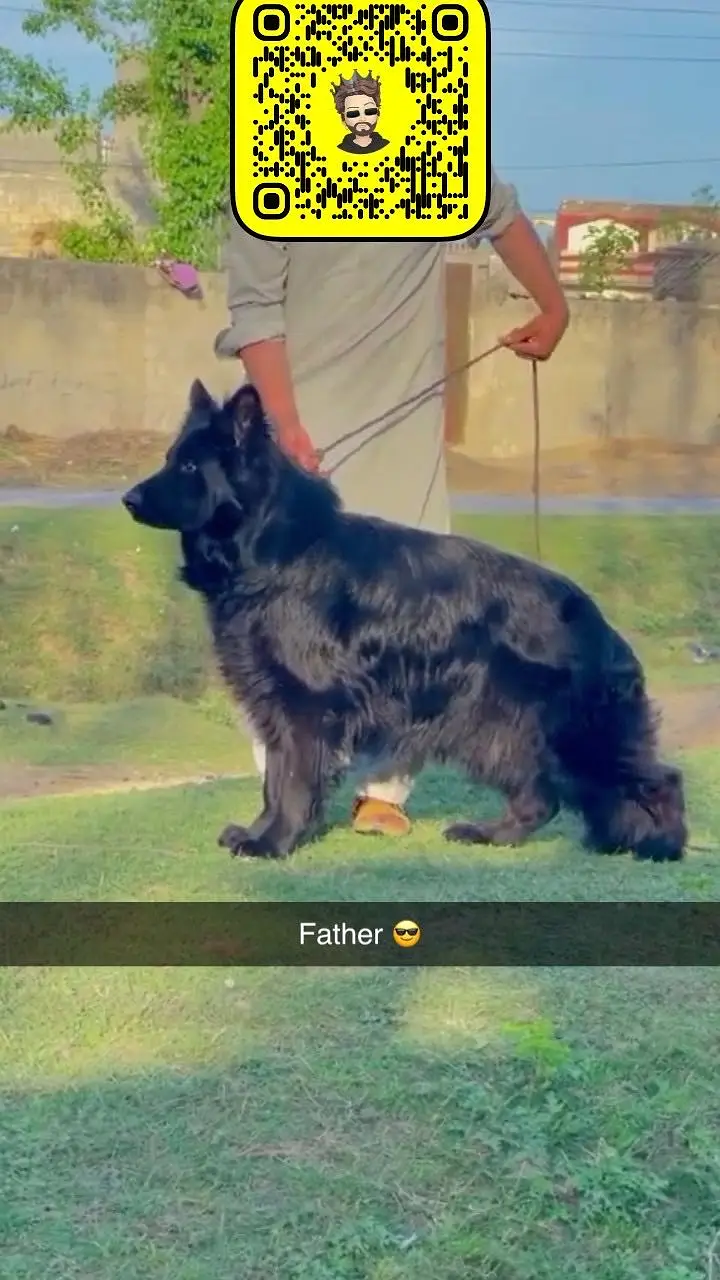 Black German shepherd pups — photo 3