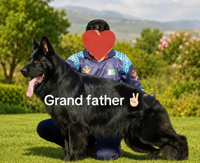 Black German shepherd pups — photo 4