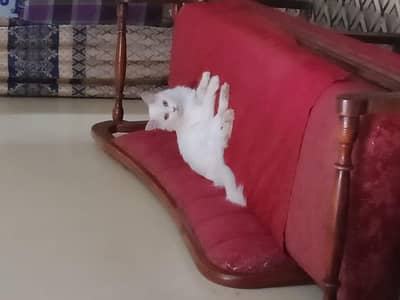 Russian female cat