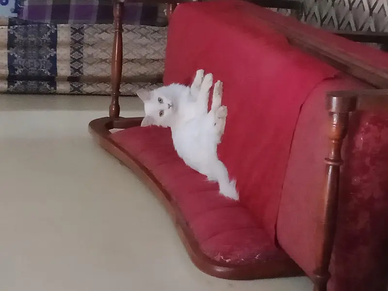 Russian female cat