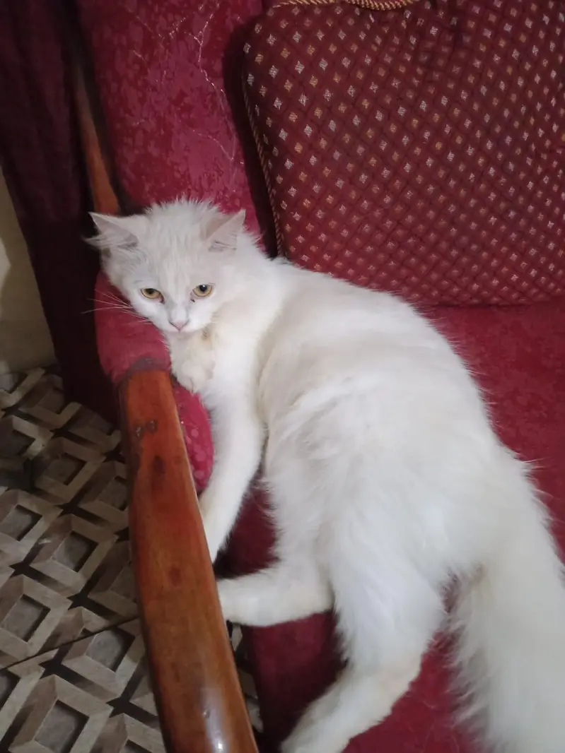Russian female cat — photo 2