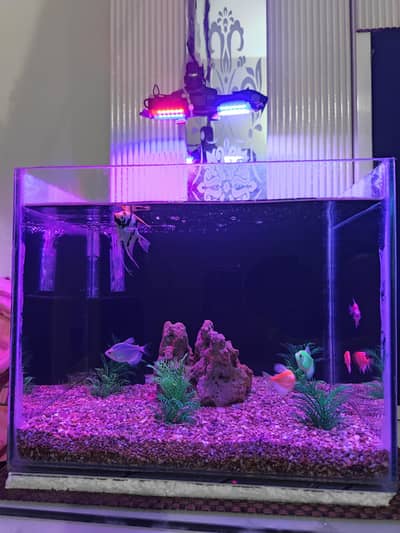Aquarium and Fishes
