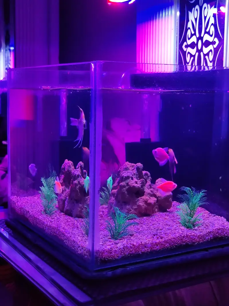 Aquarium and Fishes — photo 2