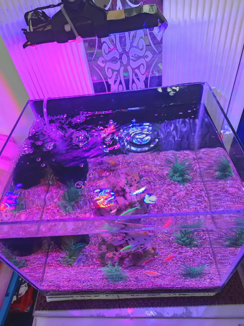 Aquarium and Fishes — photo 3