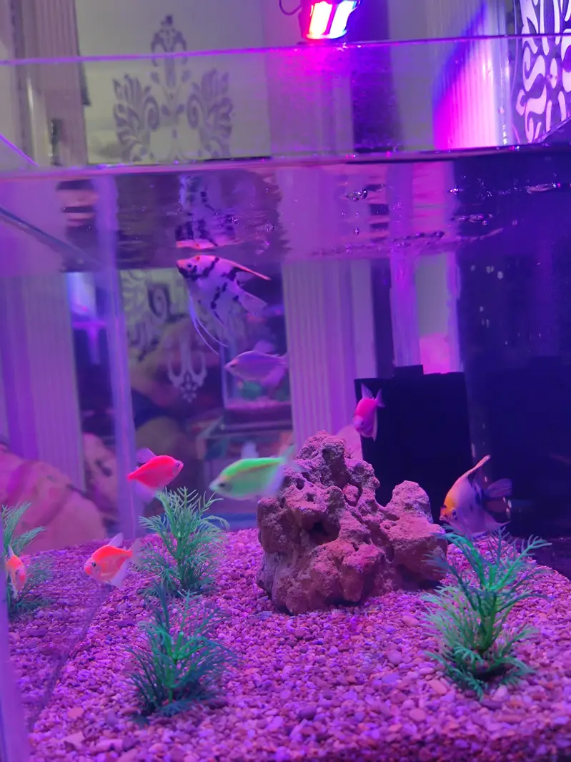 Aquarium and Fishes — photo 4