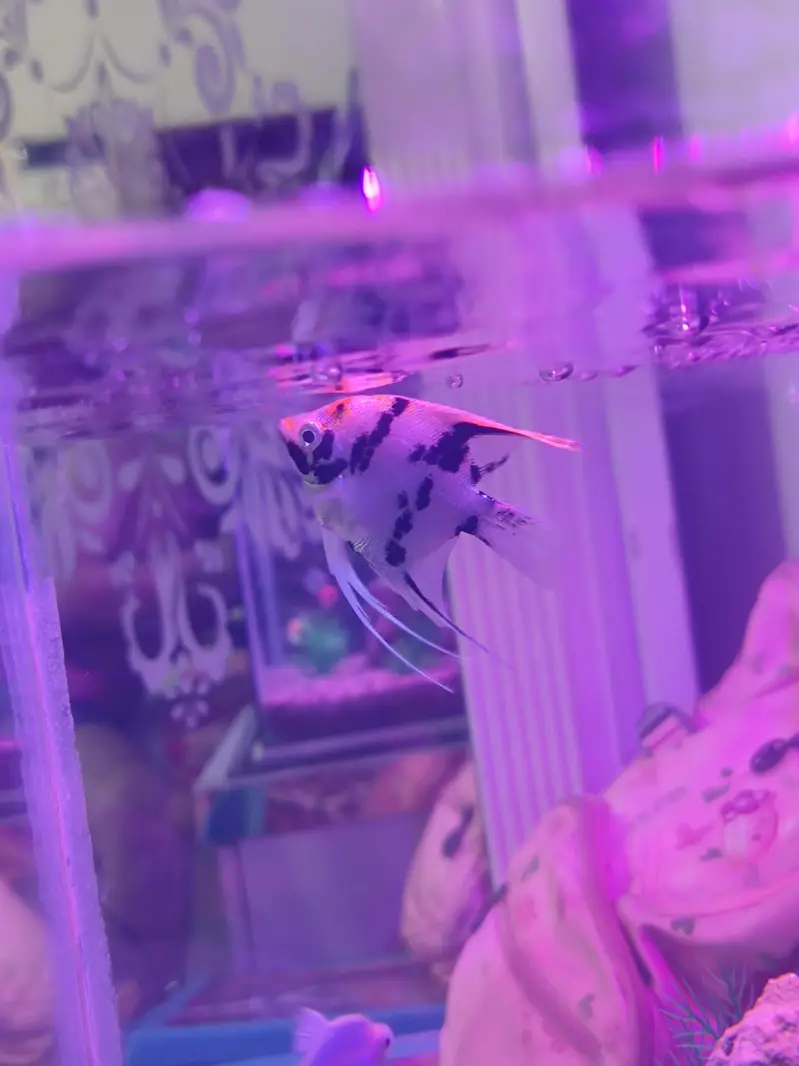 Aquarium and Fishes — photo 5