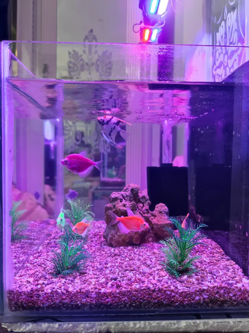 Aquarium and Fishes — photo 6