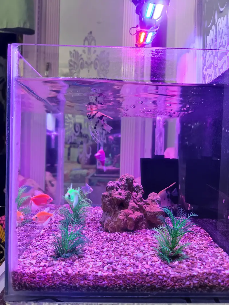 Aquarium and Fishes — photo 7