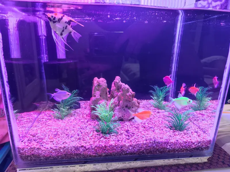 Aquarium and Fishes — photo 8
