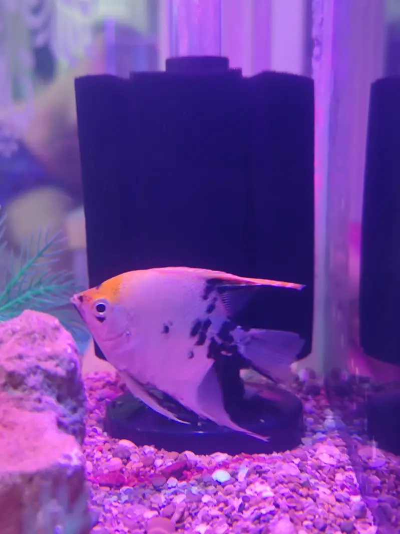 Aquarium and Fishes — photo 9