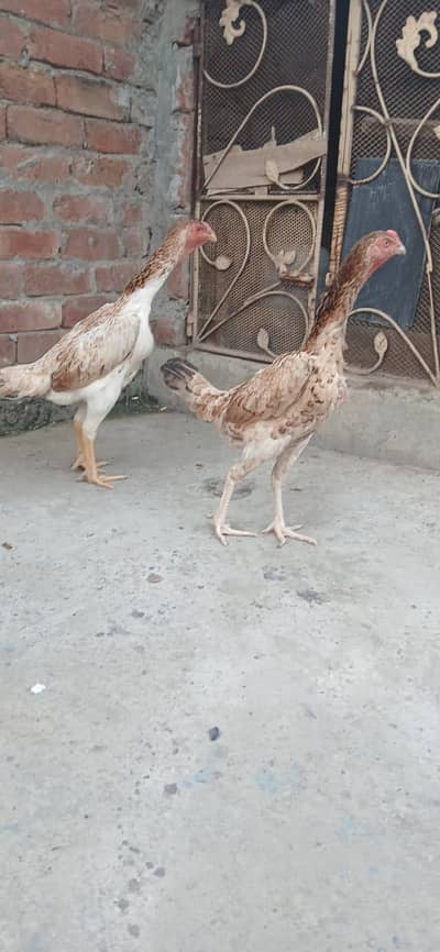 3 Females Shammmo imported Blood Line