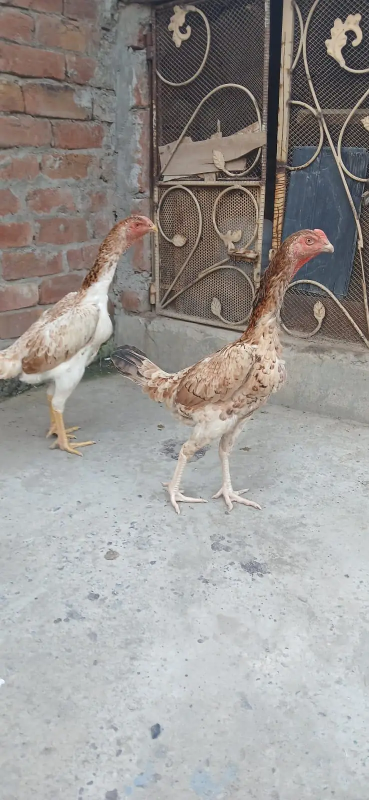 3 Females Shammmo imported Blood Line — photo 2