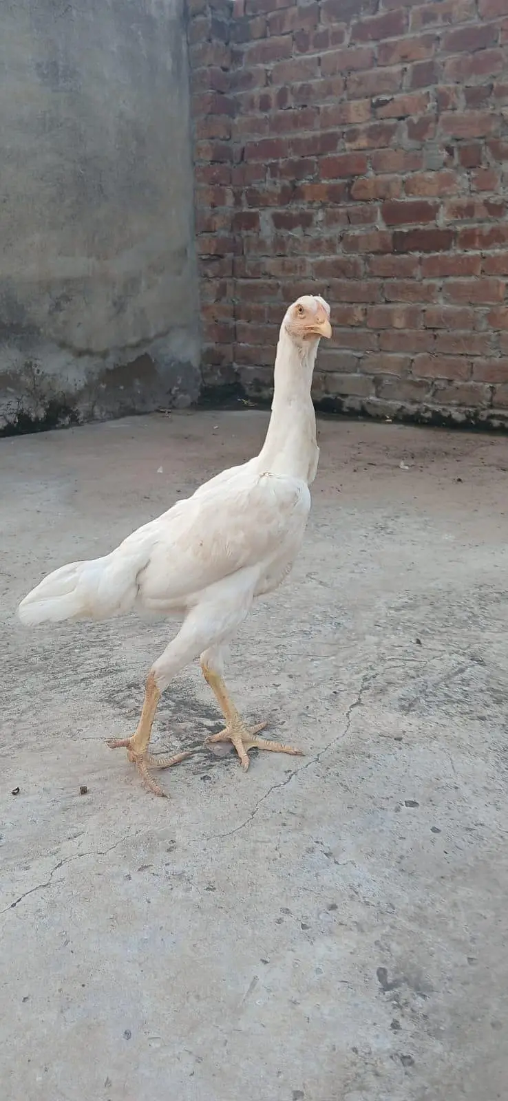 3 Females Shammmo imported Blood Line — photo 3