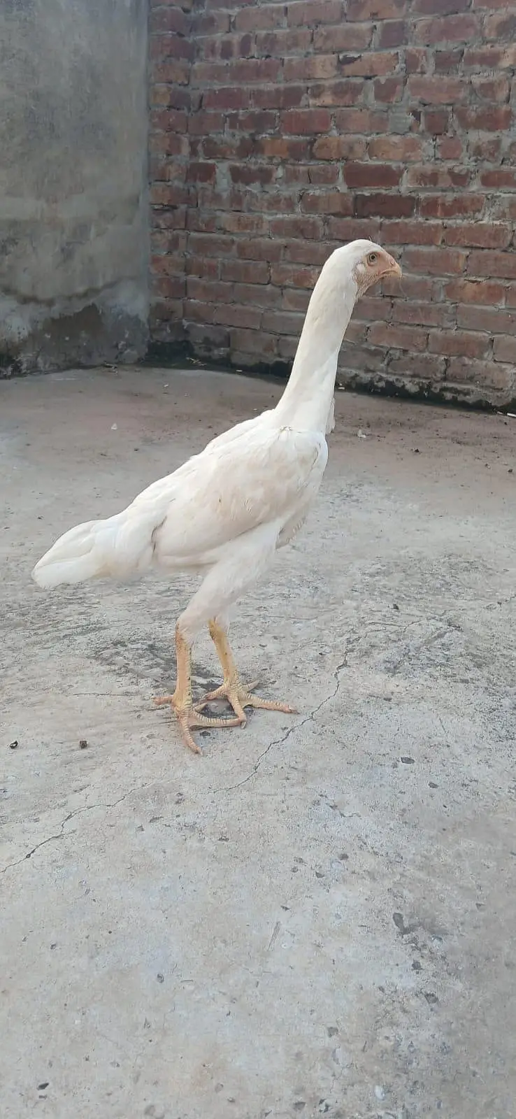 3 Females Shammmo imported Blood Line — photo 4