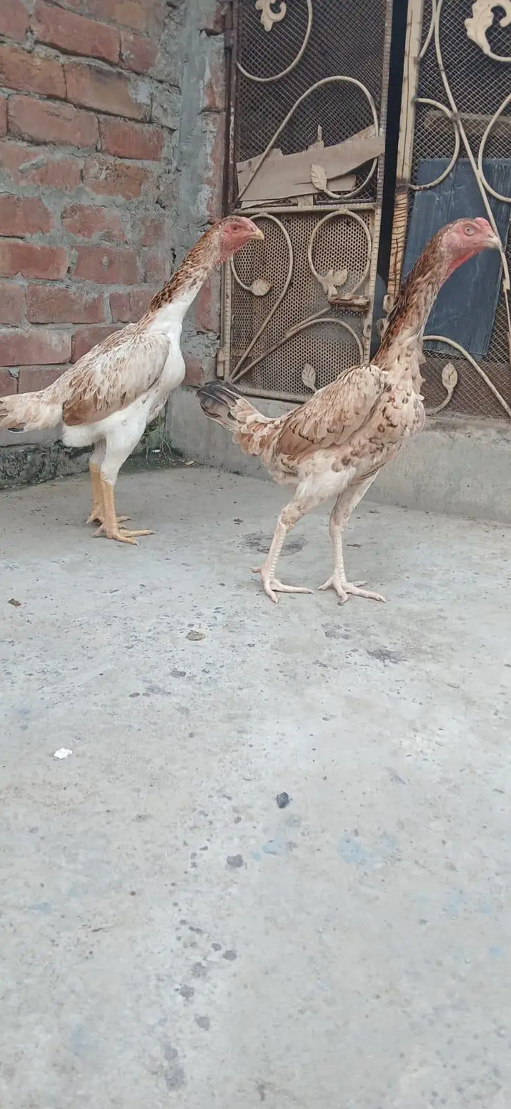 3 Females Shammmo imported Blood Line — photo 5