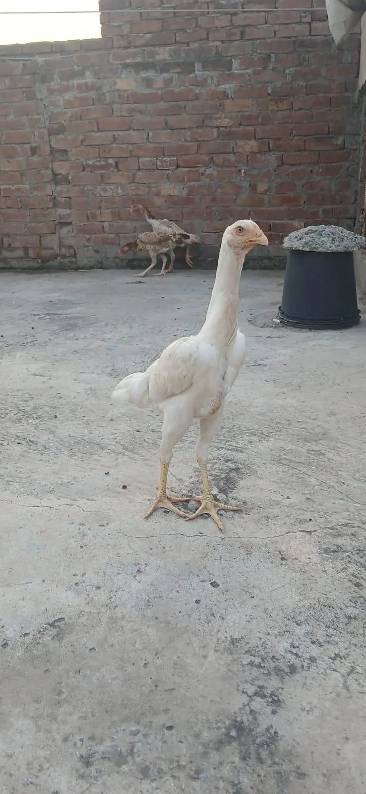 3 Females Shammmo imported Blood Line — photo 6