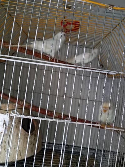 Australian breeder female helady and Activ