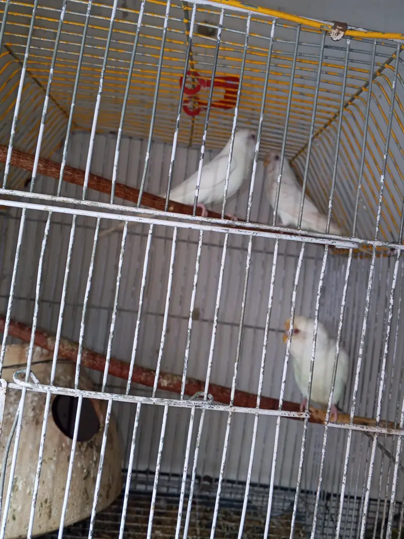 Australian breeder female helady and Activ — photo 2