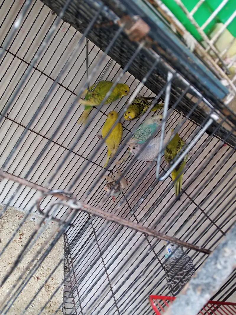 Australian breeder female helady and Activ — photo 3