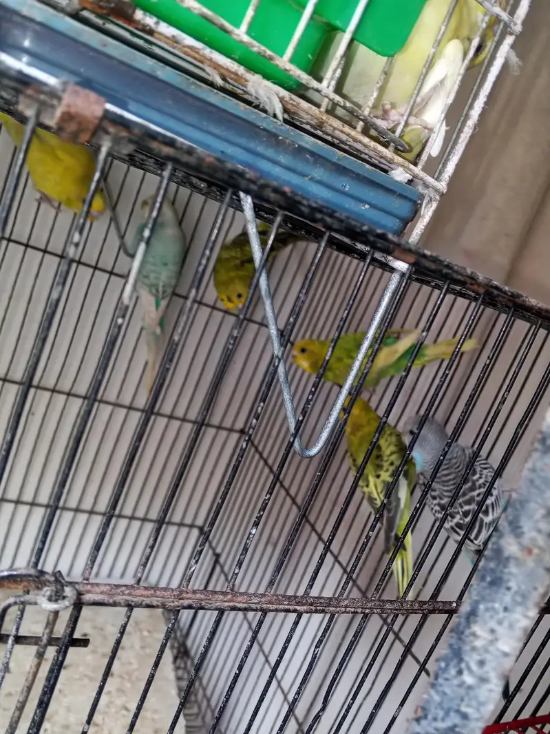 Australian breeder female helady and Activ — photo 4