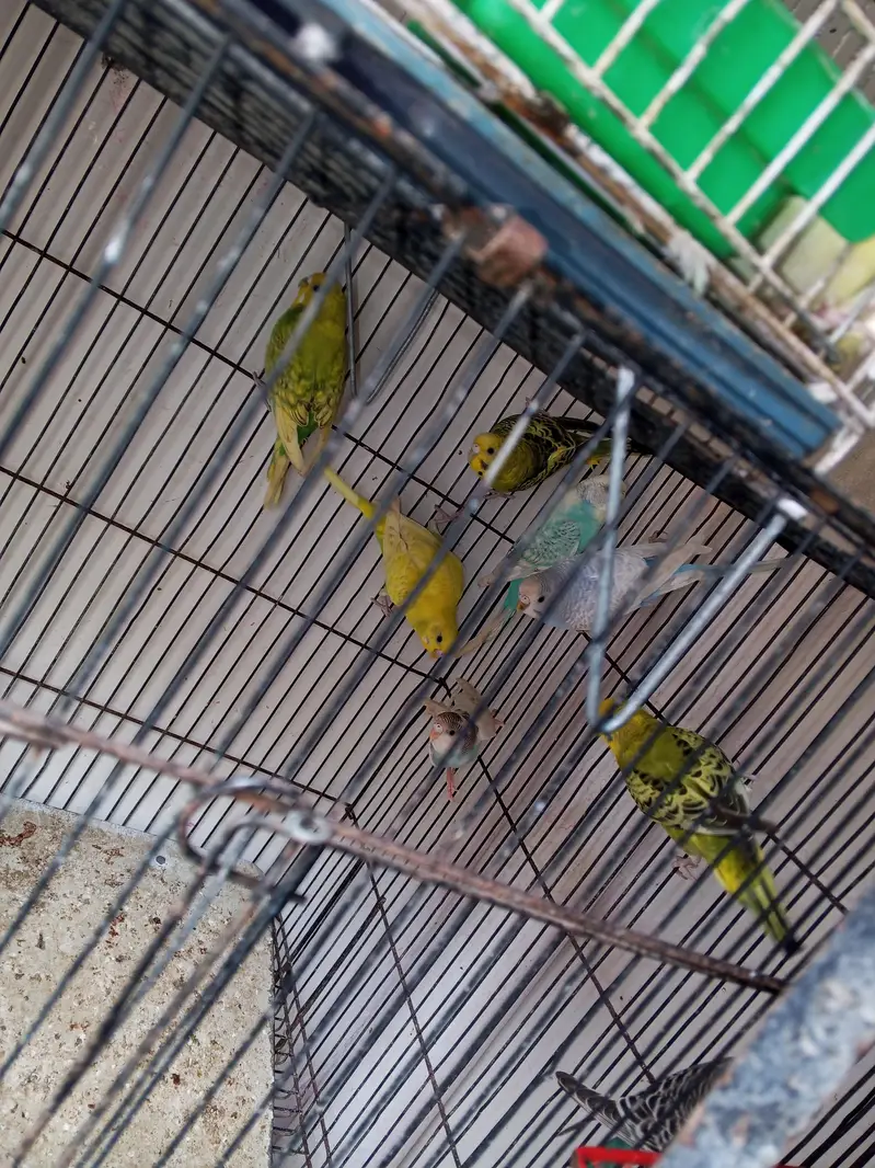 Australian breeder female helady and Activ — photo 5