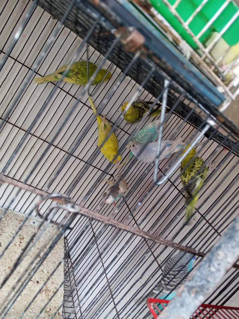Australian breeder female helady and Activ — photo 6