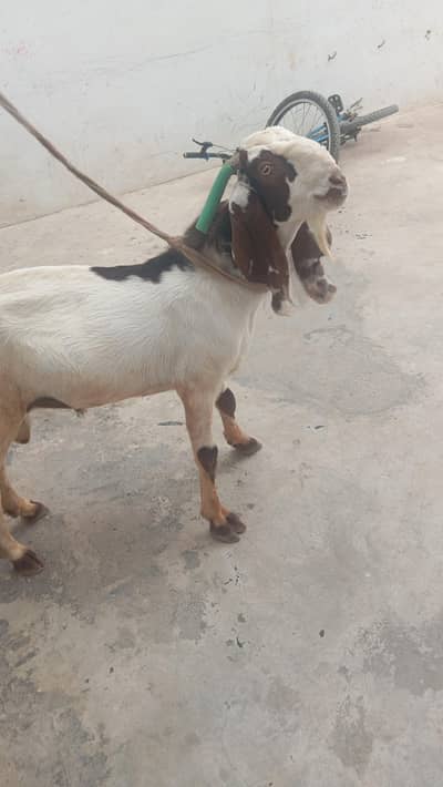 Goat Aandu