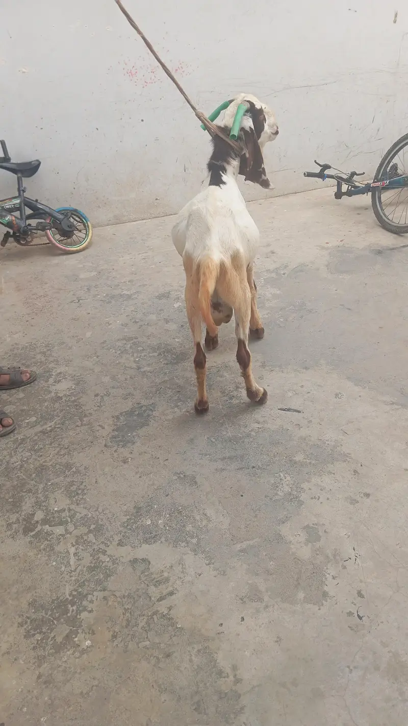 Goat Aandu — photo 2
