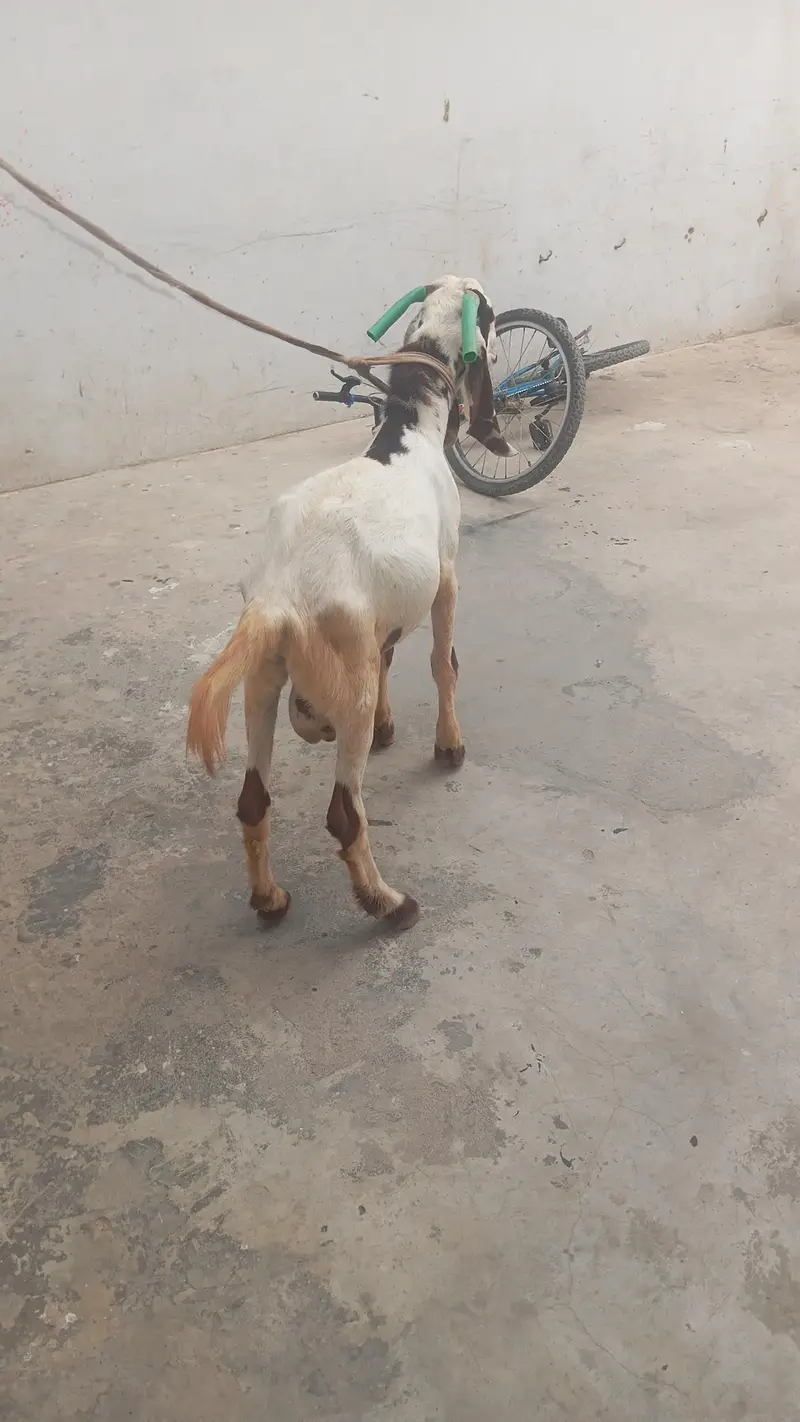 Goat Aandu — photo 3