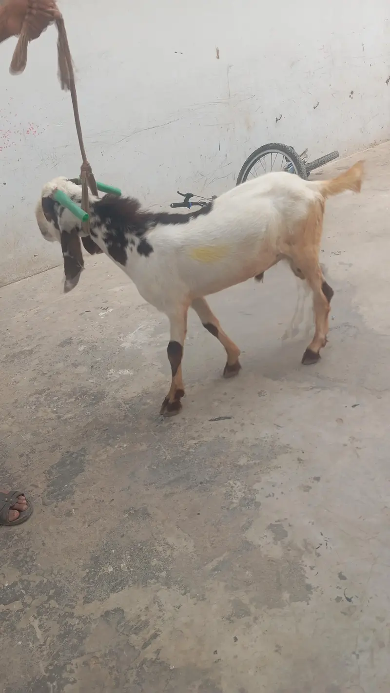 Goat Aandu — photo 4