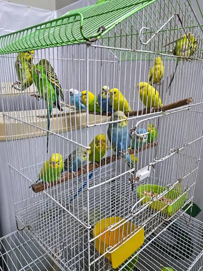 Australian breeder nd pathy