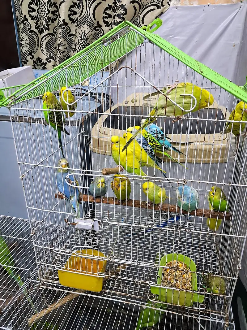 Australian breeder nd pathy — photo 2