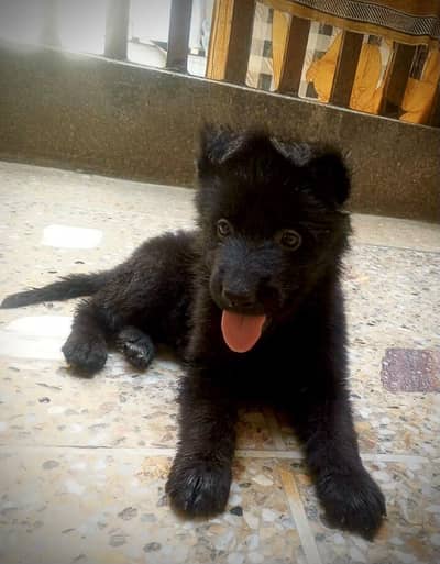 Black Germn Shapered puppy 03135019423