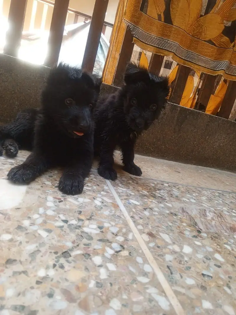 Black Germn Shapered puppy 03135019423 — photo 2