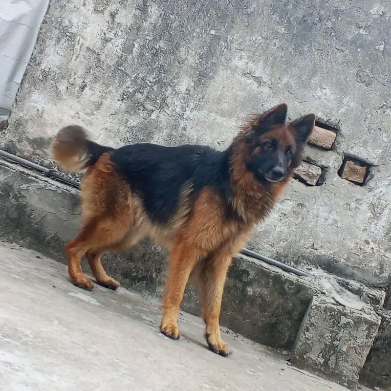 Black Germn Shapered puppy 03135019423 — photo 3