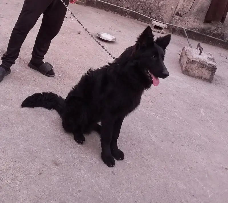Black Germn Shapered puppy 03135019423 — photo 4