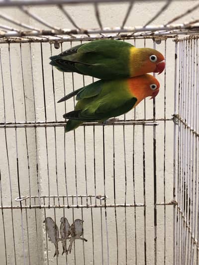 breeder pairs for sale or exchange with other birds