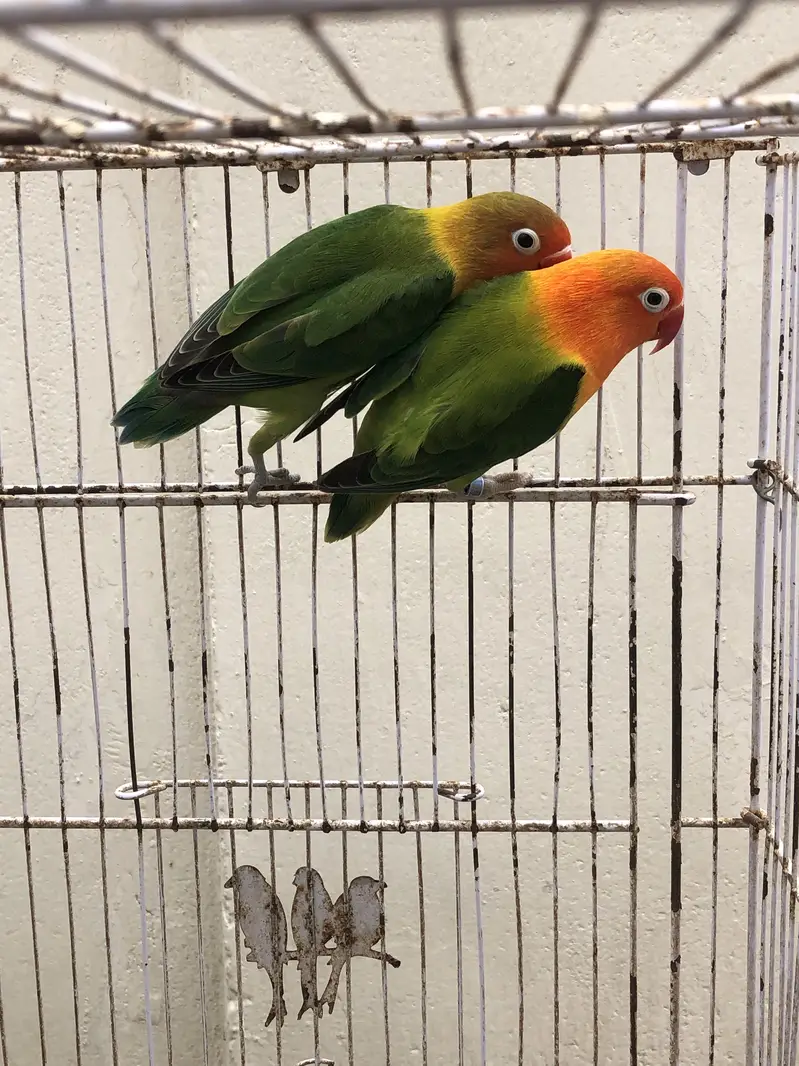 breeder pairs for sale or exchange with other birds — photo 2