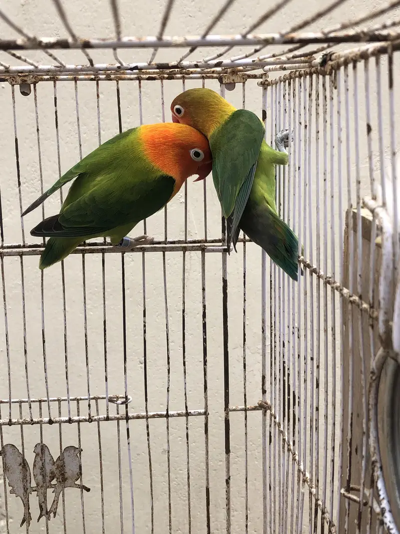 breeder pairs for sale or exchange with other birds — photo 3