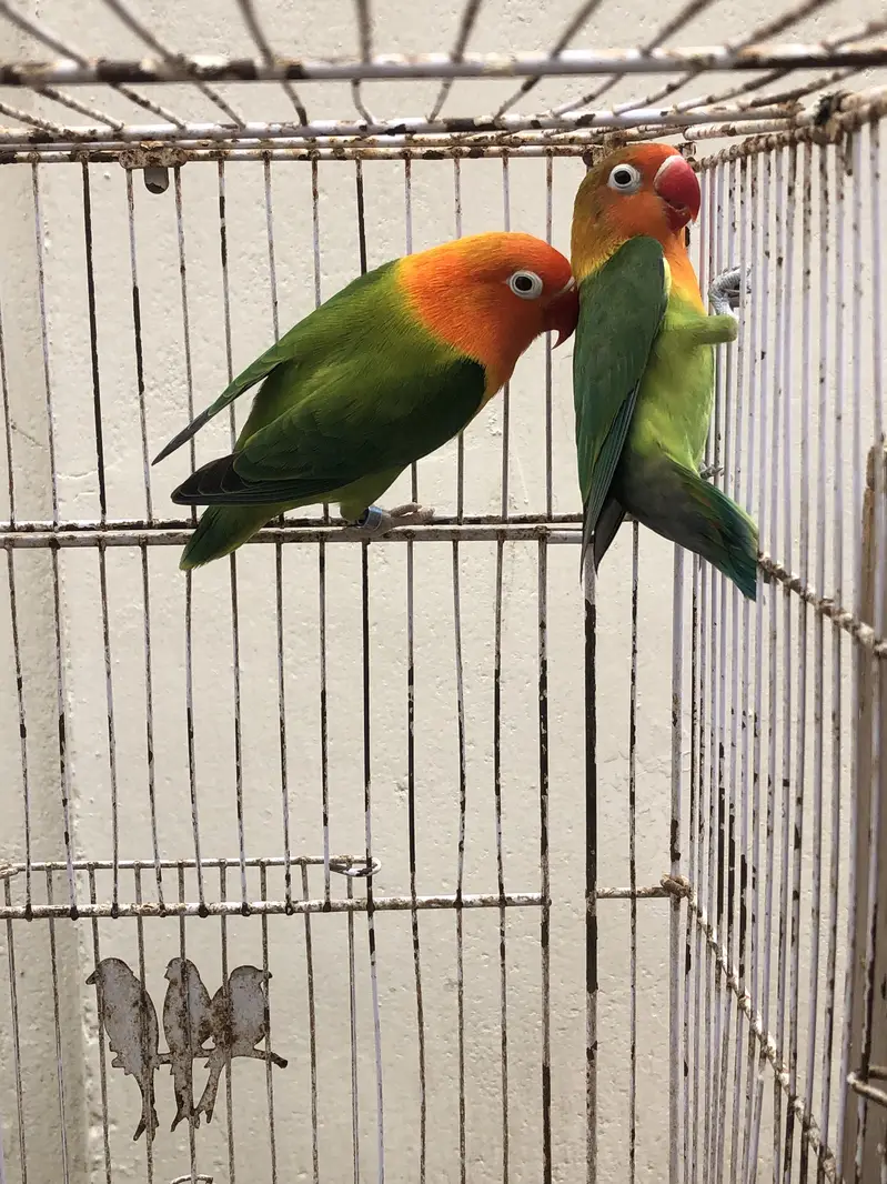 breeder pairs for sale or exchange with other birds — photo 4