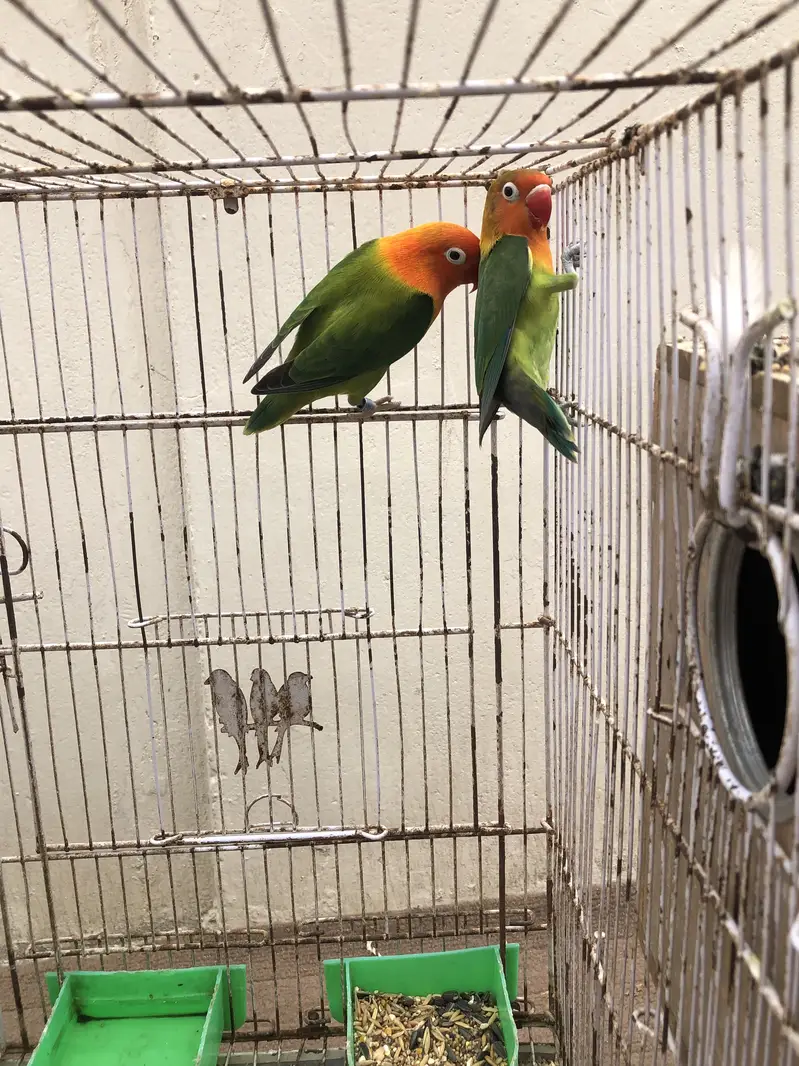 breeder pairs for sale or exchange with other birds — photo 5