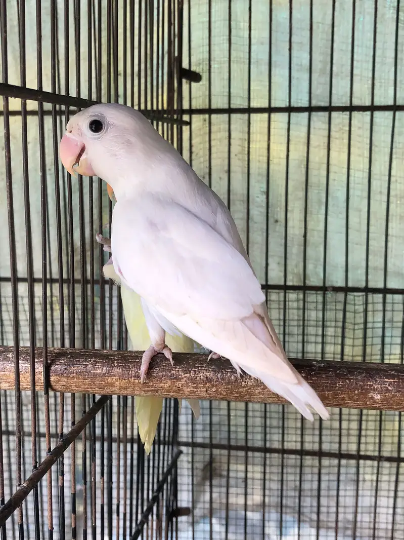 breeder pairs for sale or exchange with other birds — photo 6
