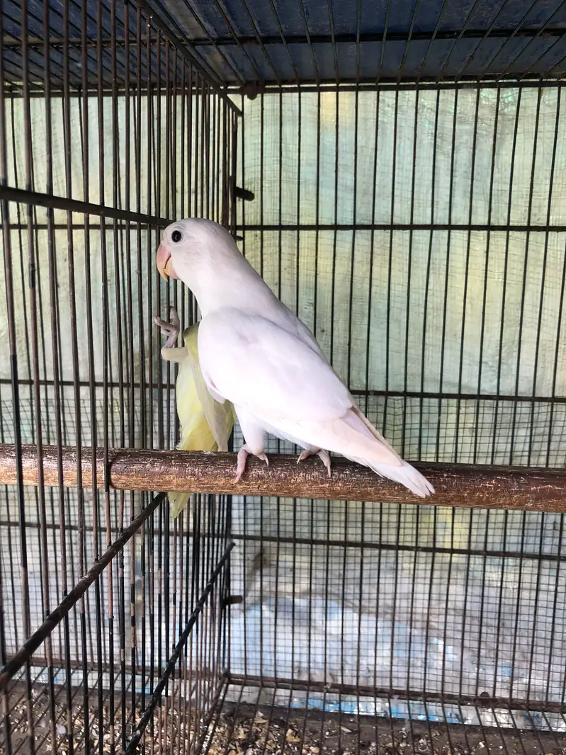 breeder pairs for sale or exchange with other birds — photo 7