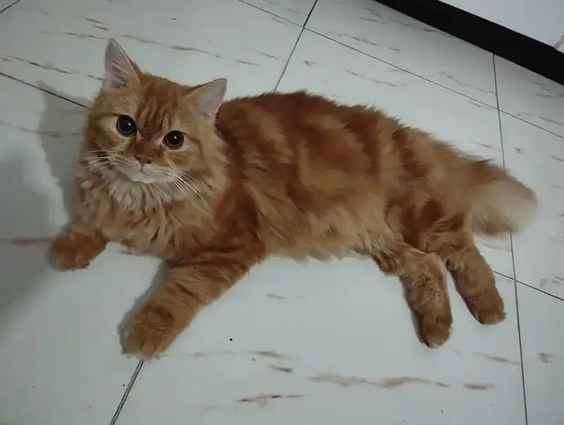 Persian cats for urgent sale — photo 3
