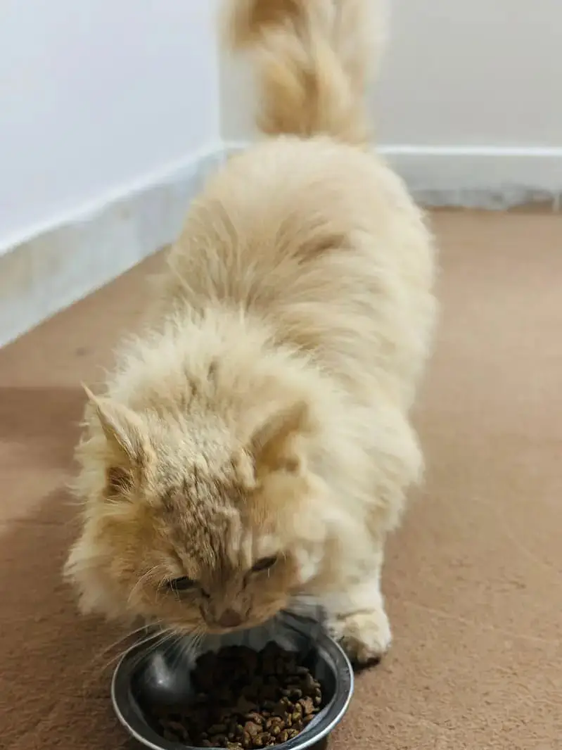 Persian cats for urgent sale — photo 7