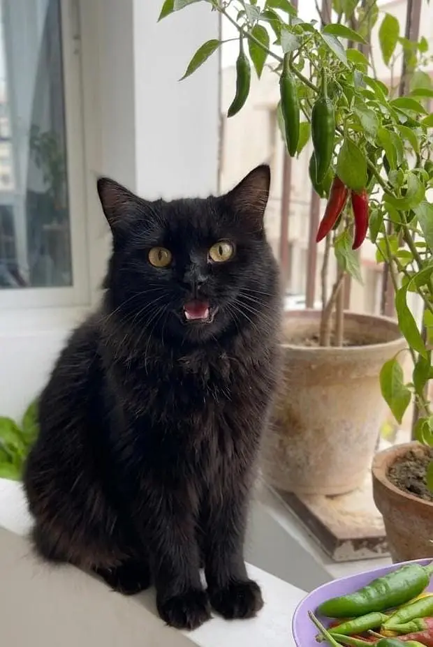 Persian cats for urgent sale — photo 9