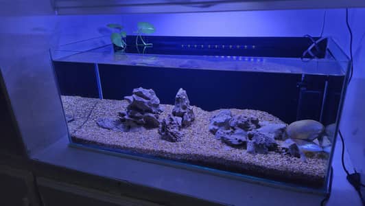 Fish Aquarium (Custom Made)