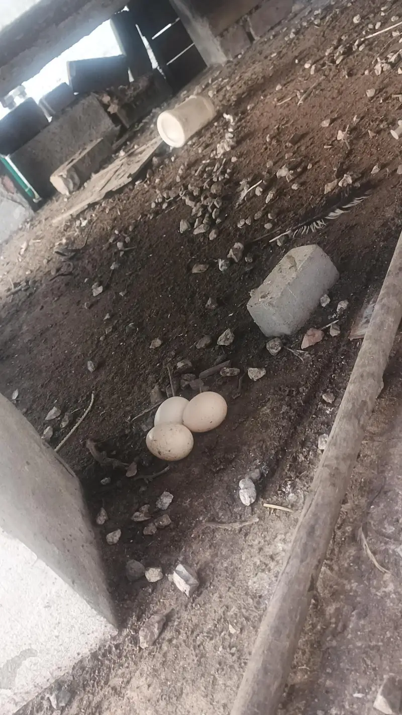 3 hen murghi 1 rooster murgha — photo 2