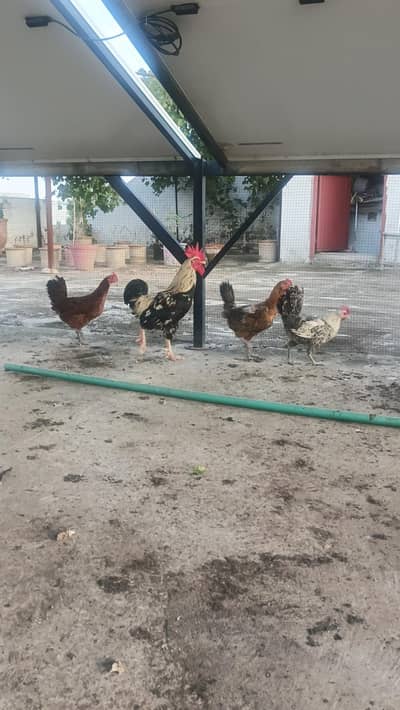 3 hen murghi 1 rooster murgha